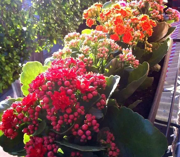 La Corte Del Geco Bed & Breakfast 4*