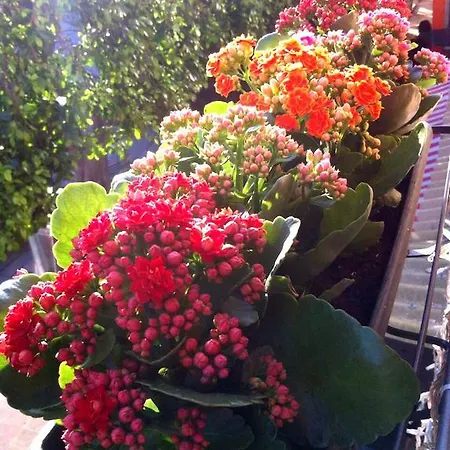 La Corte Del Geco Frühstückspension 4*